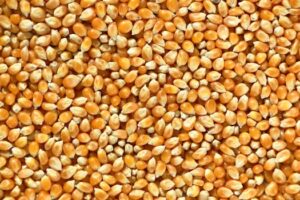 Vibrant close-up of popcorn kernels showcasing natural texture and color.
